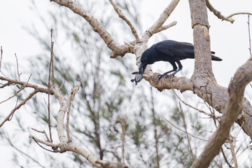a crow feeding on dead baby sea turtle on a tree branch.