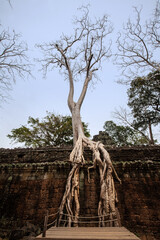 Wall Mural - Ta Prohm Temple in Angkor Archaeological Park, Siem Reap, Cambodia