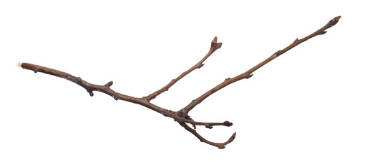 dry twig on a transparent isolated background. png