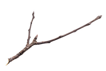 Wall Mural - dry twig on a transparent isolated background. png