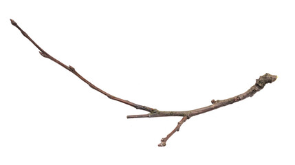 Wall Mural - dry twig on a transparent isolated background. png