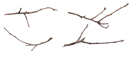 Wall Mural - dry twig on a transparent isolated background. png