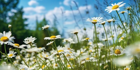 AI Generated. AI Generative. Wild daisies in the grass with a blue sky photo realistic illustration. Romantic