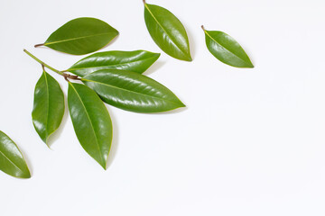 Wall Mural - tropical green  leaves on white background