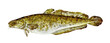 Watercolor burbot (lota lota). Hand drawn fish illustration isolated on white background.