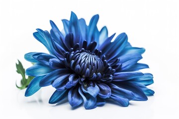 Wall Mural - Blue flower isolated on white background, png with transparency , generate ai