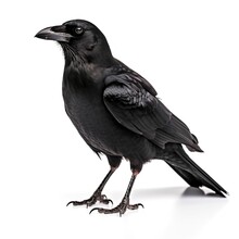 Crow Isolated On White Background, Generate Ai