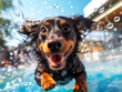 Excited dachshund dog in pool swimming and playing in the water - Generative AI