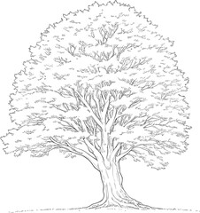 Wall Mural - Tree line drawing, Side view, set of graphics trees elements outline symbol for architecture and landscape design drawing. Vector illustration in stroke fill in white.