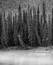 Vertical Black And White Image Of Pine And Fir Trees Along A Mist Covered River Bank In British Columbia Canada