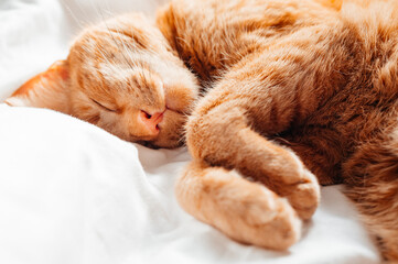 Wall Mural - Cute ginger cat sleeps on the bed