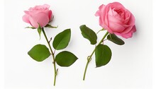 Two Beautiful Pink Rose Flowers In Full Bloom And Buds Isolated, Top View, White Background