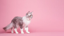 American Curl Cat Post On Pink Background With Copyspace (Generative AI)