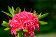 różowe kwiaty azalii, kwitnący różanecznik, azalia, rododendron (Rhododendron),