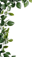 sprouting leaves as a frame border, isolated with copyspace