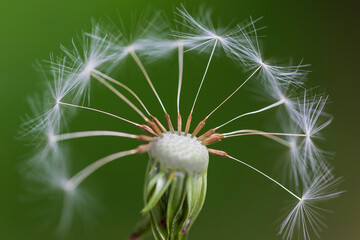 Detail of the Dandelion in the Nature