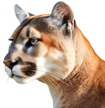 Close Up Portrait Of A Cougar Isolated On White Or Transparent Background As PNG, Generative AI Animal