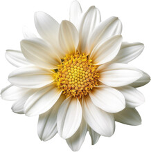 White Daisy Flower Blossom Isolated On A White Background, Generative AI Plant