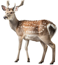 A Fallow Deer Isolated On A White Background As Transparent PNG, Generative AI Animal
