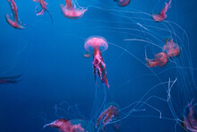 Many Beautiful Pink Jellyfish Swim In Aquarium In Blue Water
