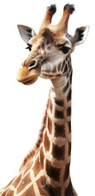 Close Up Portrait Of A African Giraffe Isolated On A White Background As Transparent PNG, Generative AI Animal