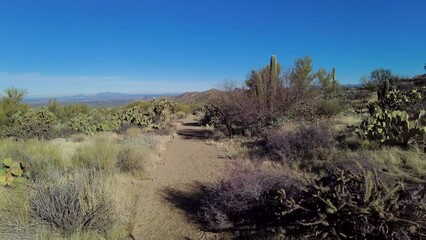 Wall Mural - Hiking Wide Gravel Trail Through Desert of Saguaro National Park