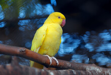 Yellow Parrot Standing On The Log . Golden Conure Bird