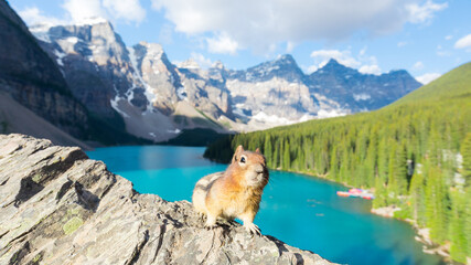 curious critter photobombs moraine lake, canada