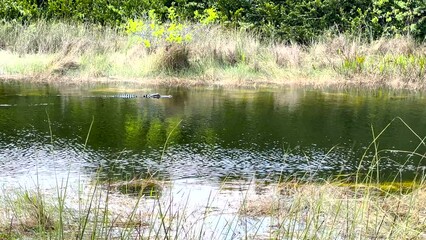 Wall Mural - Large Alligator Swims Along Grassy River in Everglades National Park