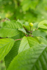 Sticker - Fresh green cherry leaves and fruit.