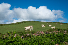 White Cows Grazing In A Green Field Under A Blue Sky With White Clouds And Hydrangea Plants In The Foreground, Flores Island, Azores Islands, Portugal, Atlantic, Europe