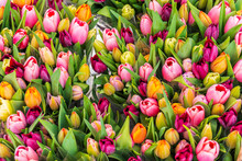 Colourful Fresh Tulips On Sale In Flower Market, Amsterdam, Netherlands, Europe