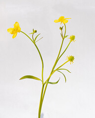 Buttercup Floral Macro 