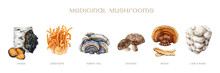 Medicinal Mushroom Painted Set. Watercolor Illustration. Hand Drawn Natural Medicinal Fungus Element Collection. Lions Mane, Chaga, Reishi, Cordyceps, Turkey Tail, Shiitake Mushroom. White Background