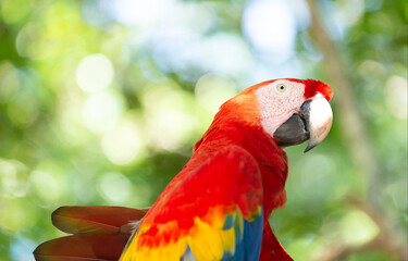 Wall Mural - cute ara macaw parrot bird. ara macaw parrot outdor. ara macaw parrot outside.