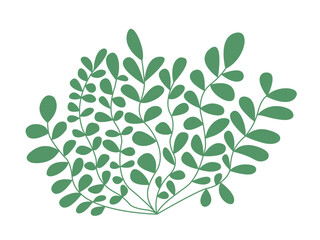 Vector marine algae flat illustration. Green seaweed vector clipart