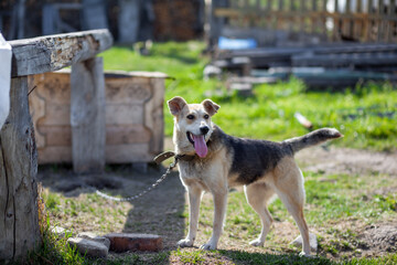 Wall Mural - A cheerful big dog with a chain tongue sticking out. dog on a chain that guards the house. A happy pet with its mouth open. Simple dog house in the background