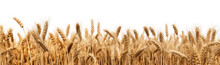 crop field of wheat as a border frame isolated on a transparent background