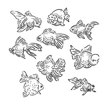 Illustration Of A Goldfish With Various Shapes