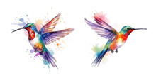Flying Hummingbird Or Colibri Bird Watercolor Hand Paint Vector
