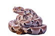 A Boa constrictor isolated on transparent background - Generative AI