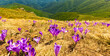 Beautiful purple crocus pasture in a remote wild region of the Transylvanian Alps in summer