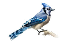 A Blue Jay Isolated On Transparent Background  - Generative AI