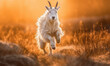 photo of mountain goat jumping in tall grass at sunset. Generative AI