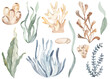 Watercolor set with underwater plants and corals, algae, leaves for cards, invitations