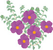 © myosotisrock - Cistus creticus called pink rock-rose. A wild medicinal plant. A vector illustration.