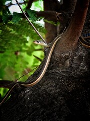 Snake on a tree 