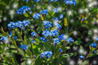Blooming forget-me-not flowers grow in the garden. Spring gardening, outdoor concept background, floral style