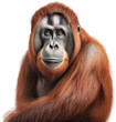 Portrait of a borneo orang utan monkey isolated on a white background as transparent PNG, generative AI animal
