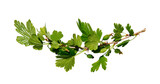 Branch of gooseberry bush on isolated white background. Sprout of spring berry bush with leaves isolated. Copy space.